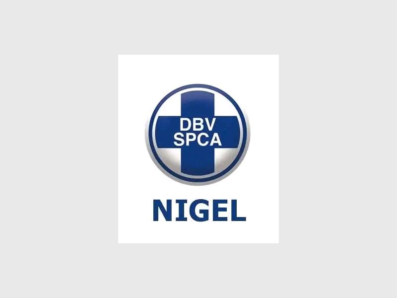 The Nigel SPCA is calling on the community to donate dog, puppy, cat and kitten food as more animals arrive at its kennels and supplies begin to run low. Every donation, big or small, can help keep the animals fed while they await loving forever homes.
