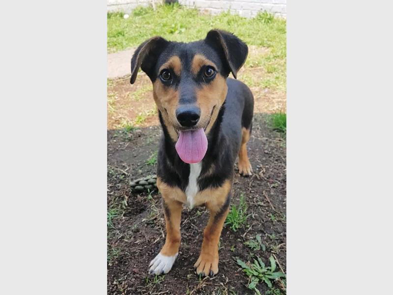 Dogs, cats and kittens at SPCA Heidelberg are waiting for loving families to give them a second chance and a forever home this Christmas.