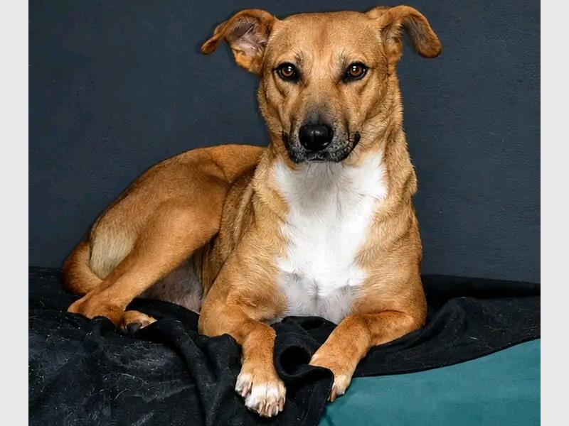 The Nigel SPCA is appealing to residents to consider adopting dogs currently in its care, with each animal waiting for a loving and permanent home. The organization is also urging the public to share the adoption appeal to help connect dogs with prospective families.