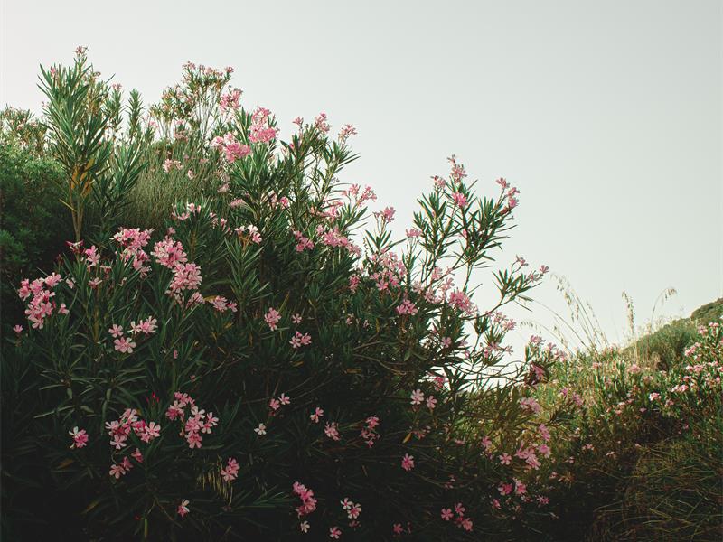 REMAX Southern Africa shares practical tips to help homeowners create a garden that is both safe and enjoyable for their four-legged family members.