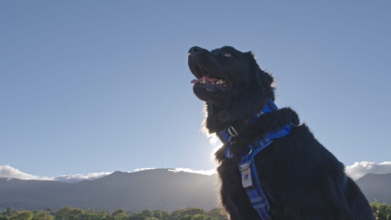 The SPCA Randburg has some handy tips for keeping pets cool when it's hot outside.