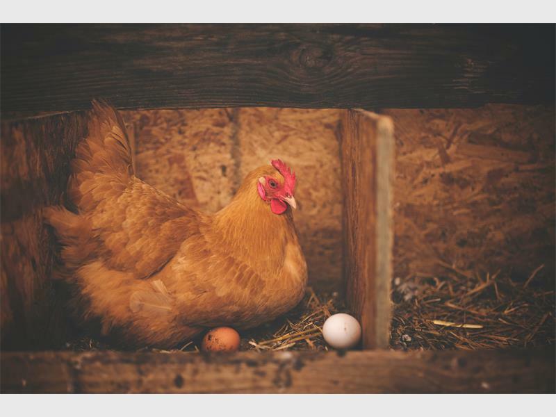 pexels-alison-burre_94194