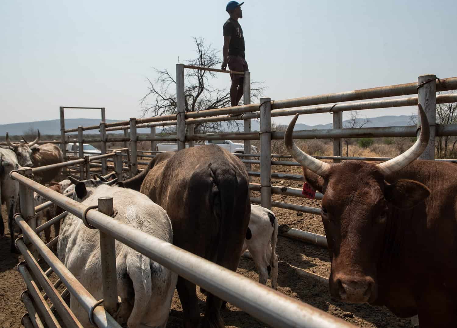 KZN foot and mouth infections on the rise