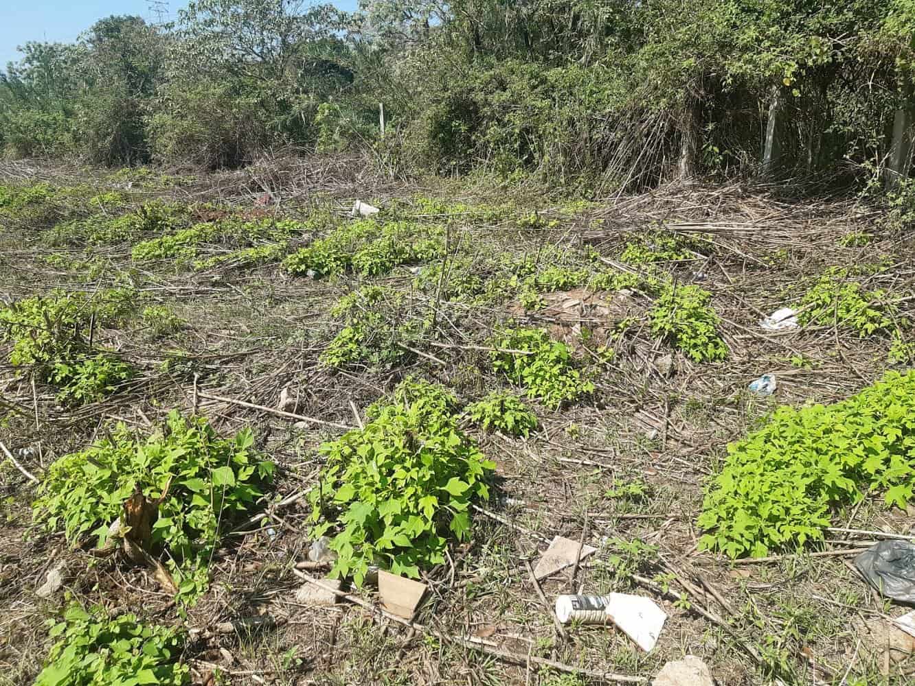 Alleged gravesite discovered near a soccer ground in Waterloo