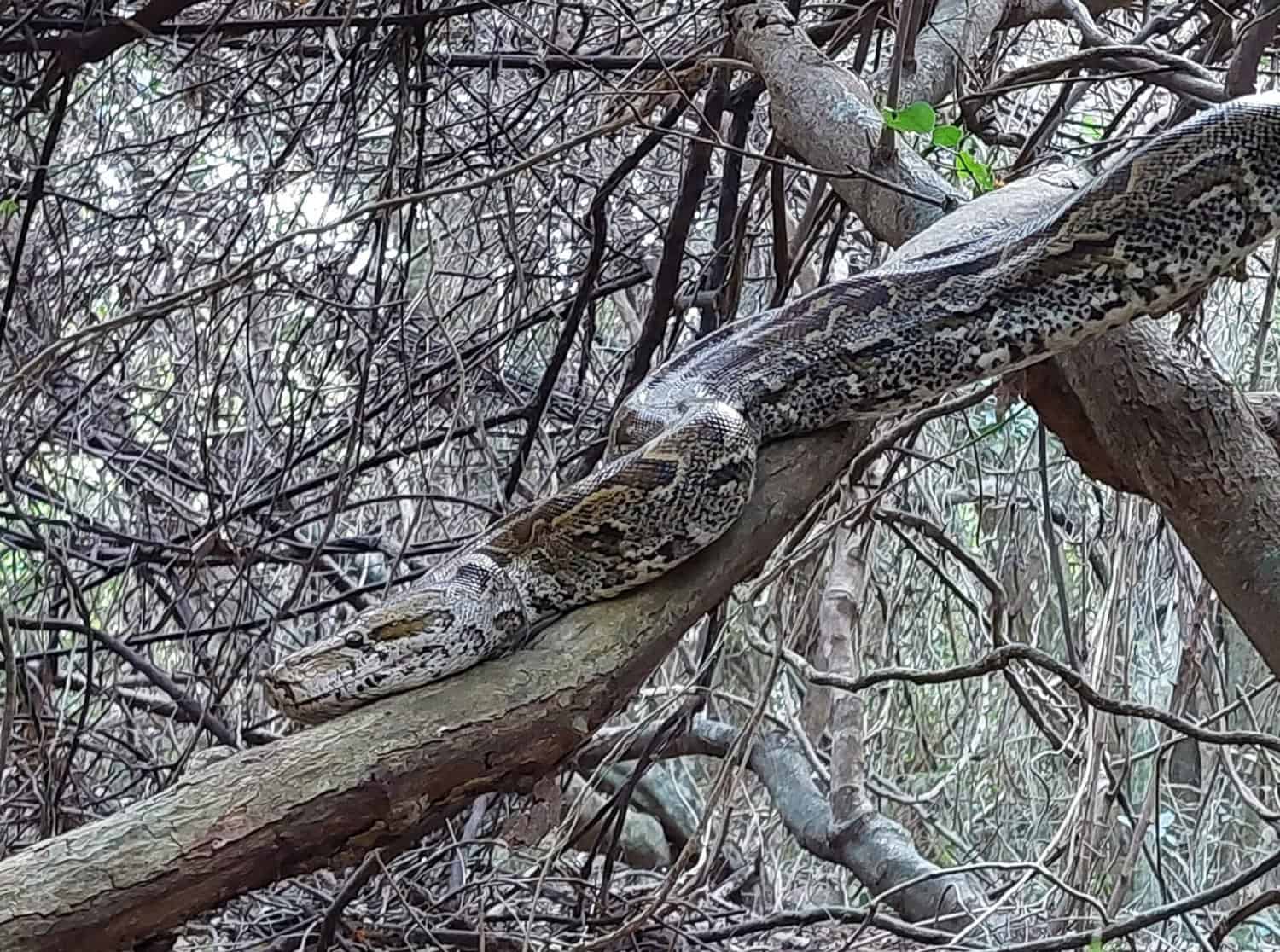 Snake season is here: What to do if you encounter a snake | The Witness