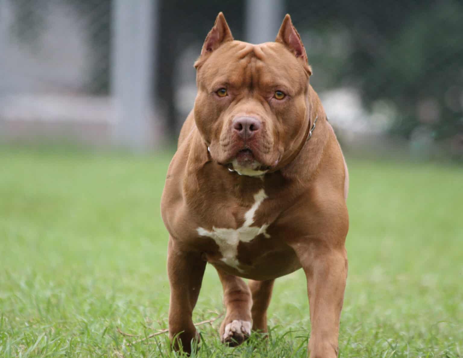 Bad breeding blamed for vicious pitbulls | The Witness