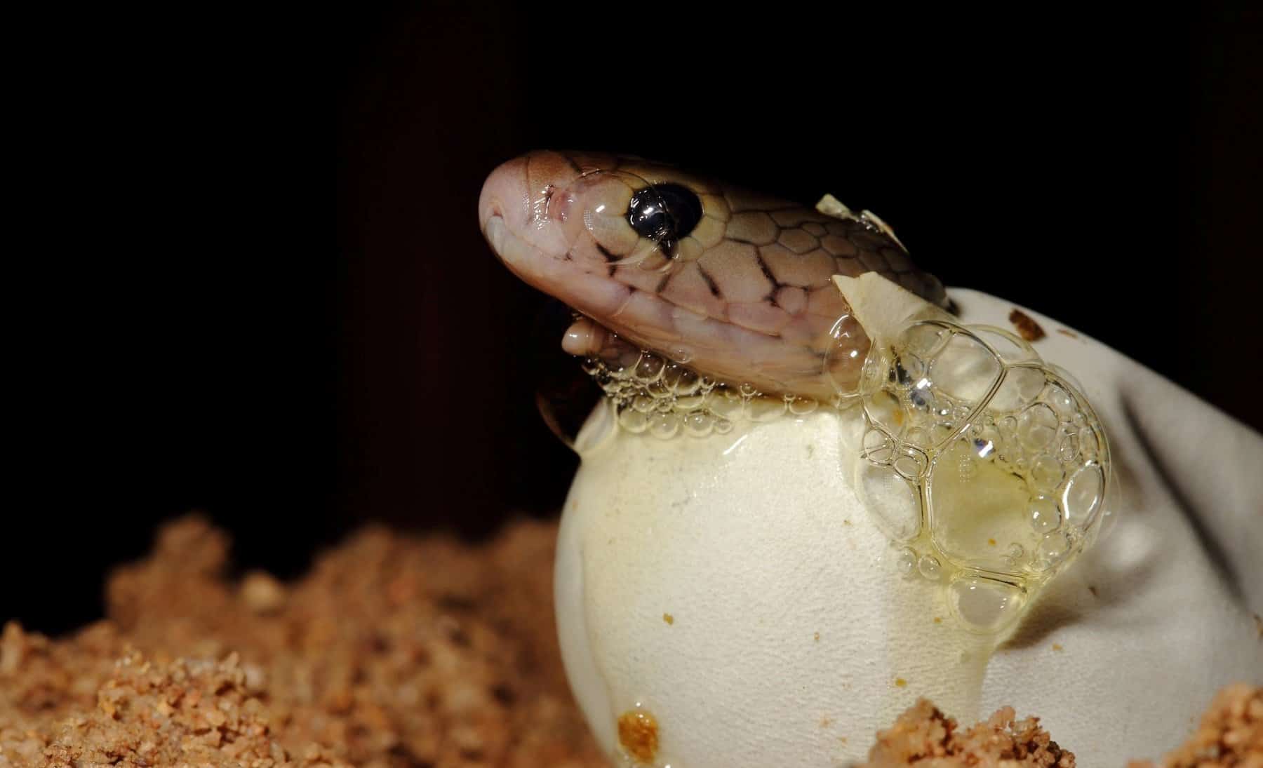 Baby Cobra Egg