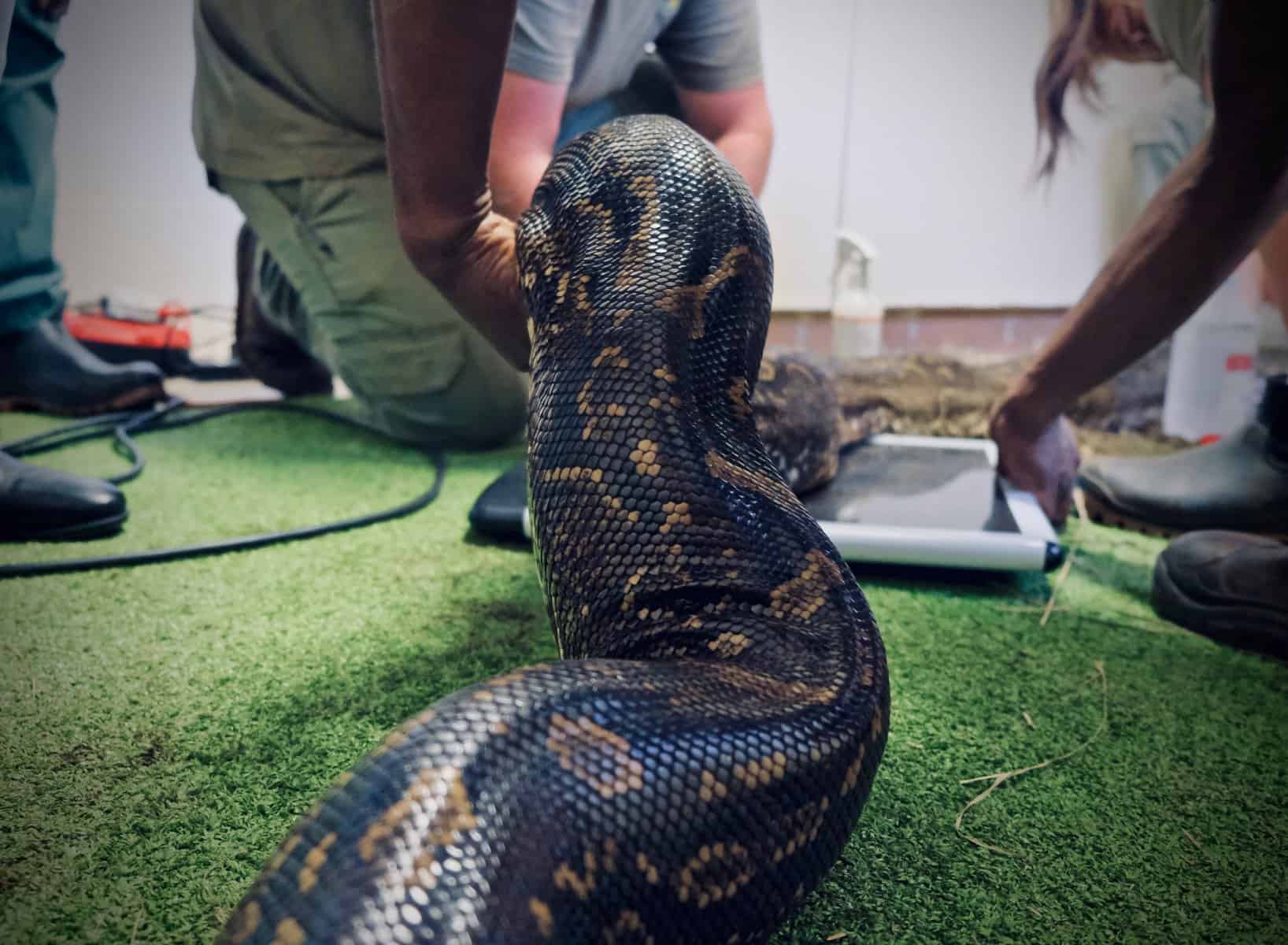 PICS | FreeMe’s latest patient: A 4,2-metre python | The Witness