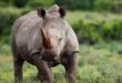 Rhino. Photo: Supplied