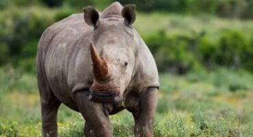 Rhino. Photo: Supplied