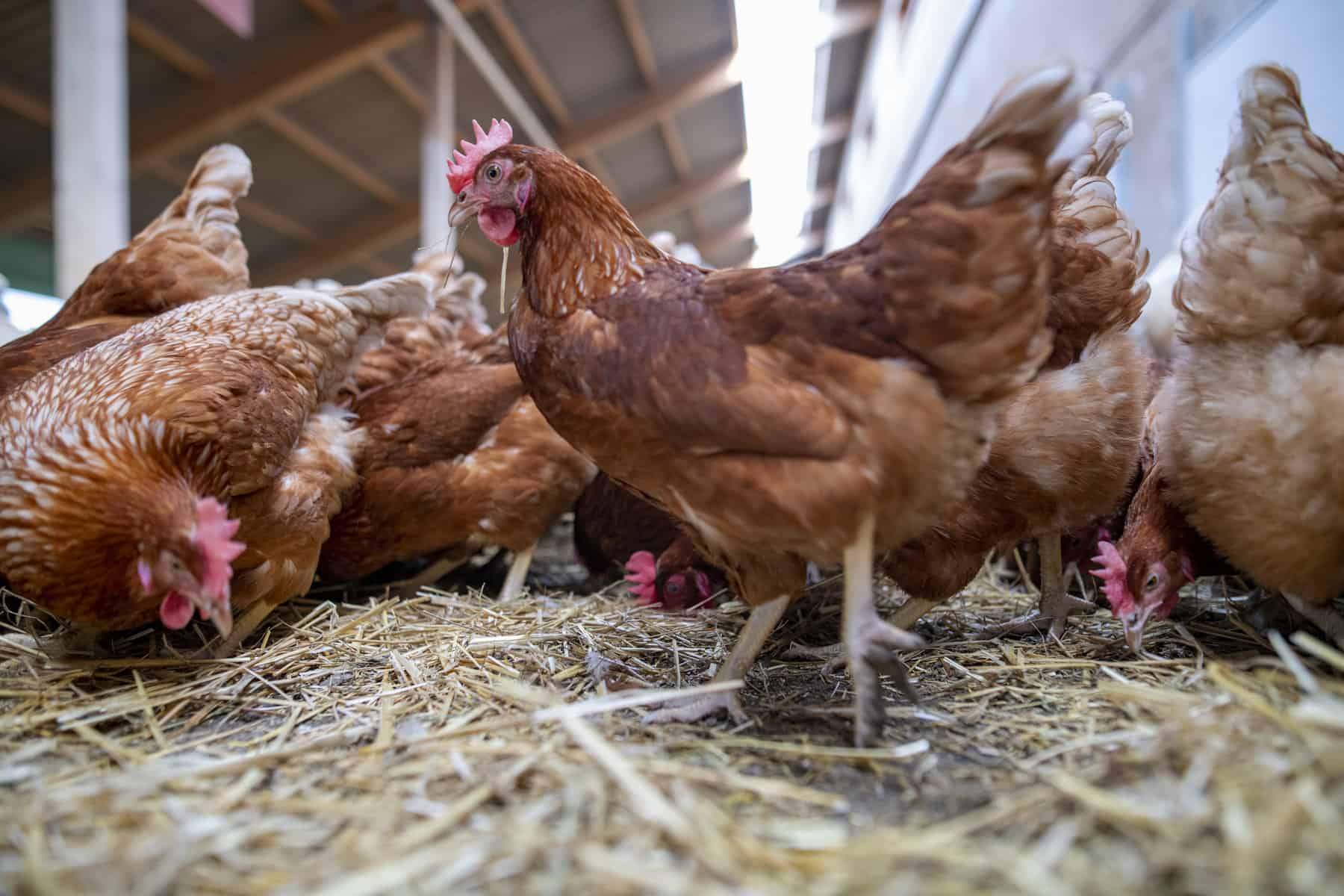 Wesgro hails mega deal to export chicken feet to China The Witness