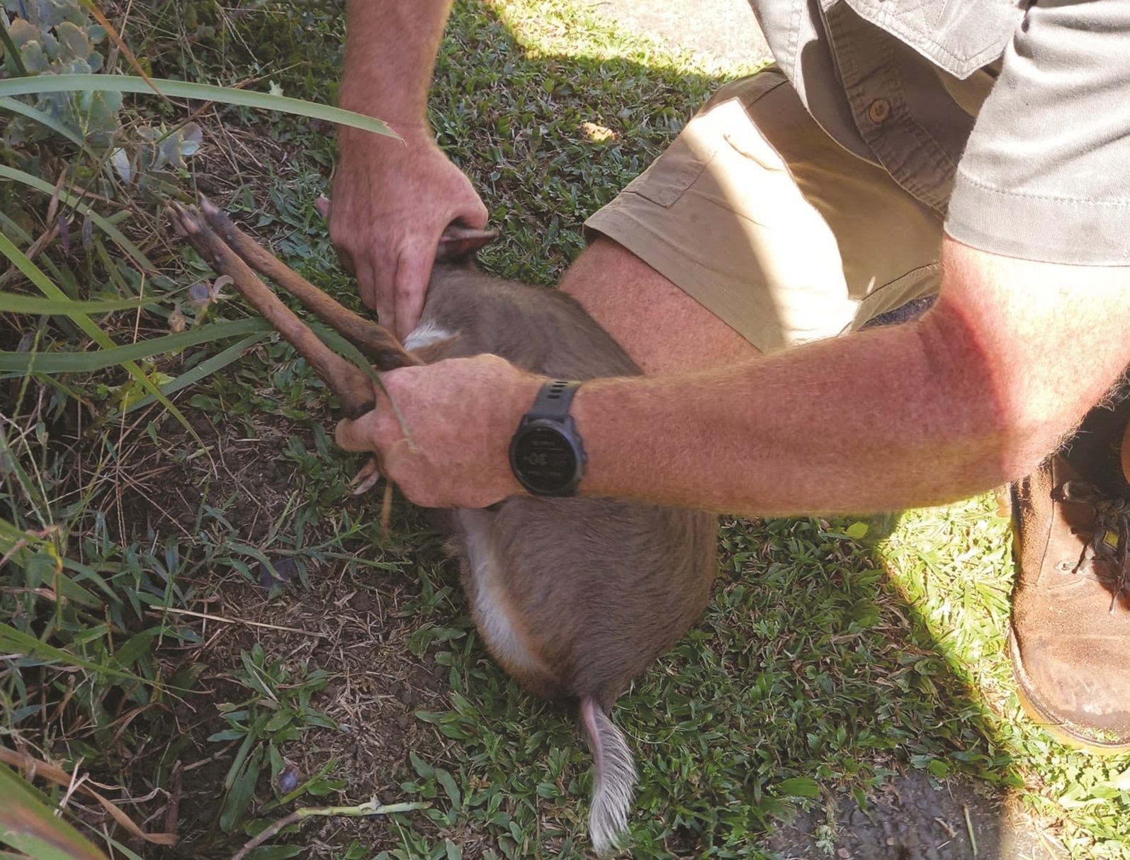 Blue Duiker rescued in Cleland, Pietermaritzburg The Witness