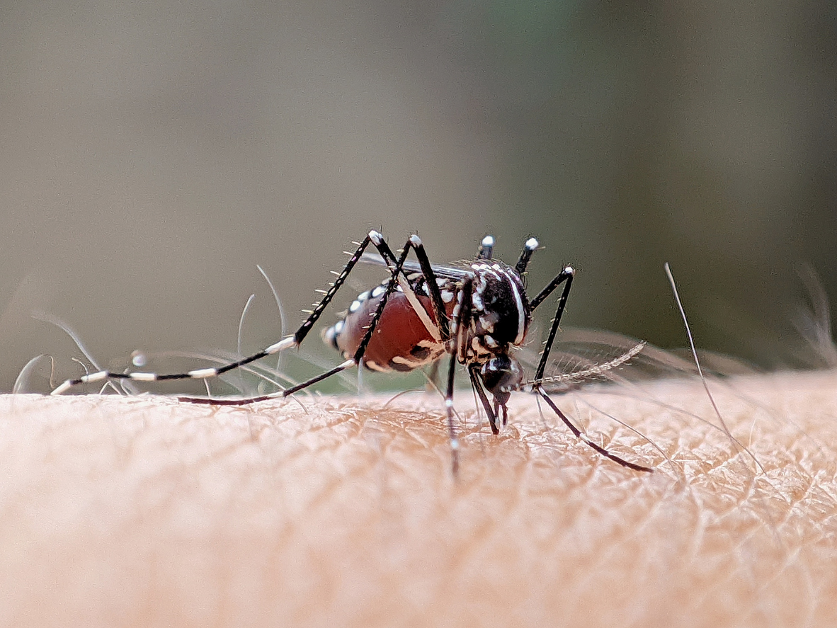 Gene drive research offers hope in malaria treatment battle