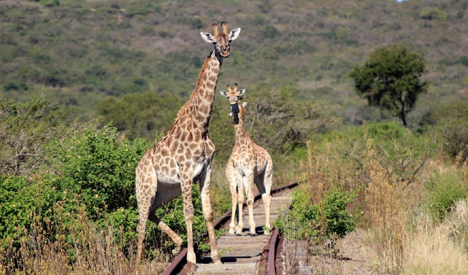 WATCH | Race against time to find ensnared giraffe in Bisley