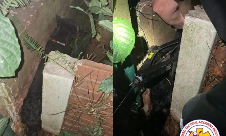 Dog rescued in La Lucia after being stuck between two walls | The Witness