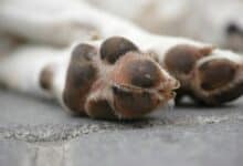 dog paws