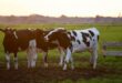 No new FMD cases in North West as 23m vaccine doses imported