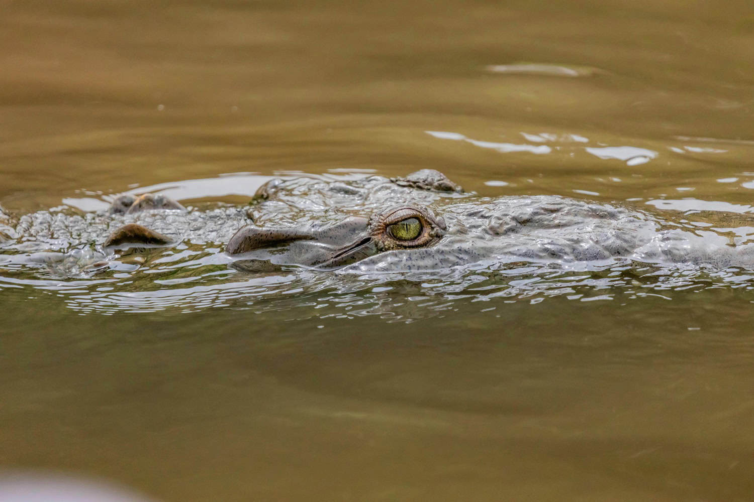 Human remains found in crocodile during search for missing man