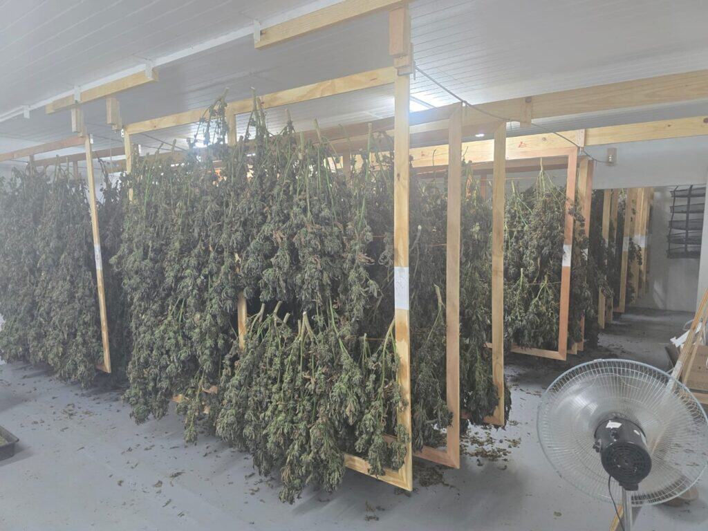 Rows of cannabis on drying wracks. Photo: Supplied
