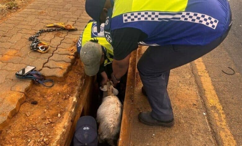PICS | Two goats rescued after six hours trapped in a manhole | The Witness