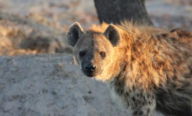 Another hyena attack at Cape Vidal campsite | The Witness