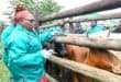 Veterinarians vaccinate cattle against foot-and-mouth disease in King Cetshwayo District Municipality on Thursday. PHOTO: SUPPLIED