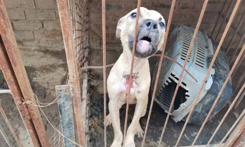 Pitbull breeder found guilty of animal cruelty after dogs found living ...