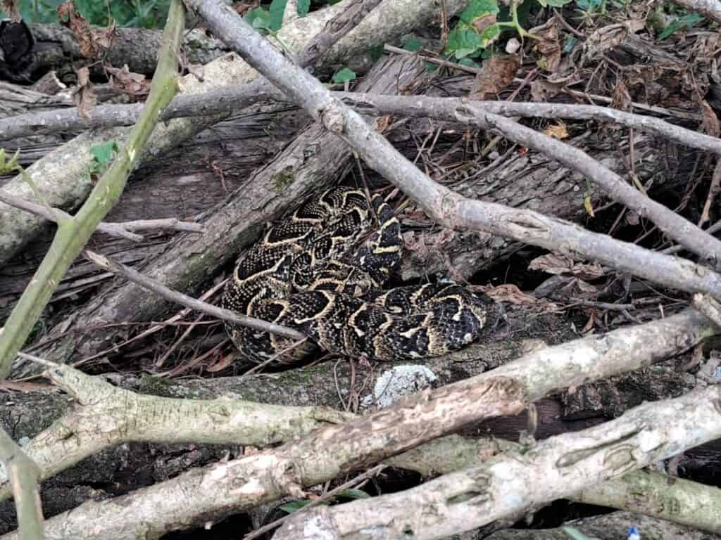 Adders Poop ‘Spicy snake’ in a toilet and an angry puff adder keep catcher busy ...