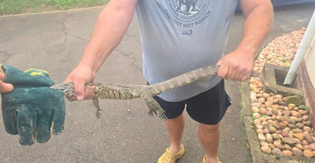 Dean Boswell holding the water monitor lizard. Photo: Dean Boswell