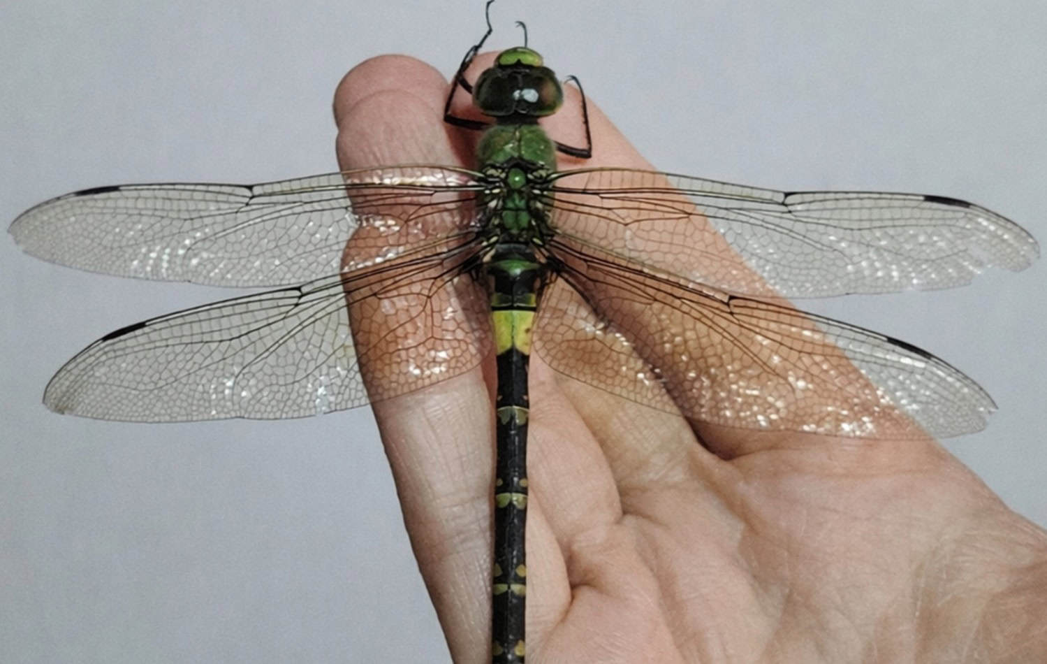 Gigantic dragonflies may not have needed high oxygen to exist, study finds