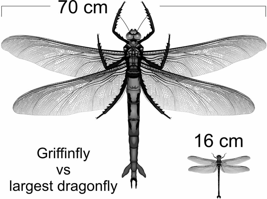 Comparison of an extinct griffinfly alongside one of the largest living dragonflies, the giant petaltail. Griffinfly credit: Estelle Mayhew, adapted from image by Aldrich Hezekiah. Giant petaltail.