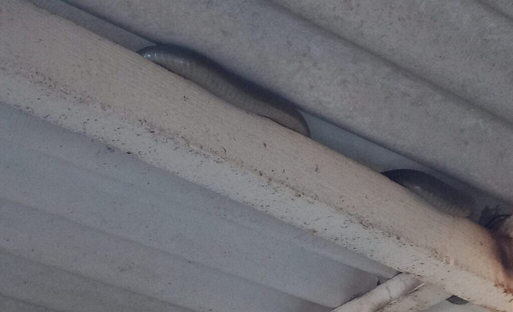 The black mamba that had been spotted on the roof beams. Photo: Dean Boswell