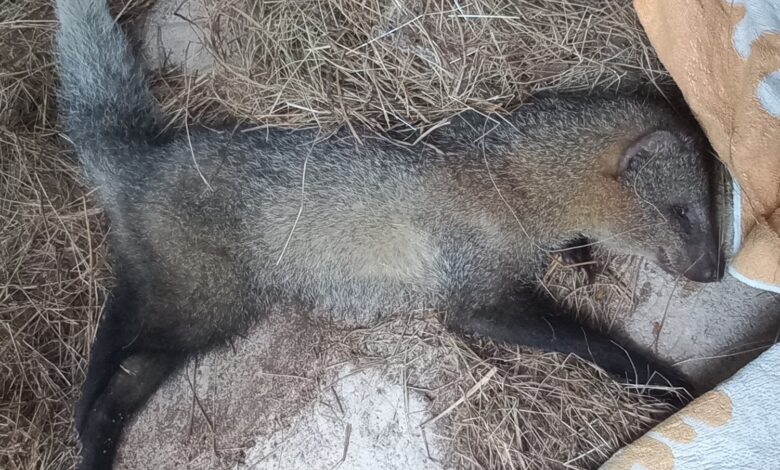 White-tailed mongoose tests positive for rabies | The Witness