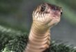 Stock image of a snake. Photo: Pexels