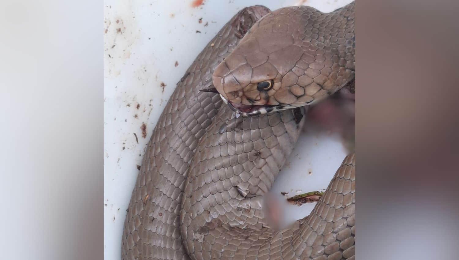 A split second slower”: Snake catcher's close call sparks warning