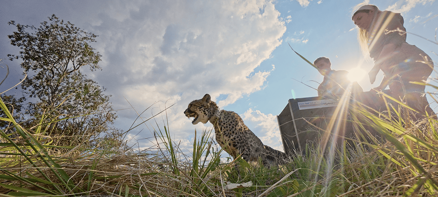 Managed programme helps boost cheetah numbers and genes