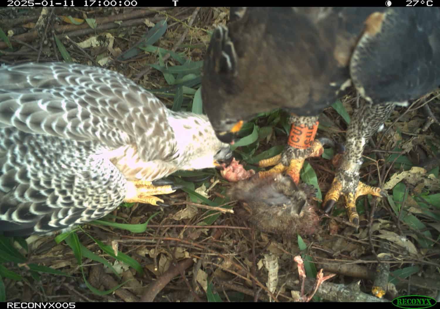 Crowned eagle mother and chick deaths not due to poisoning
