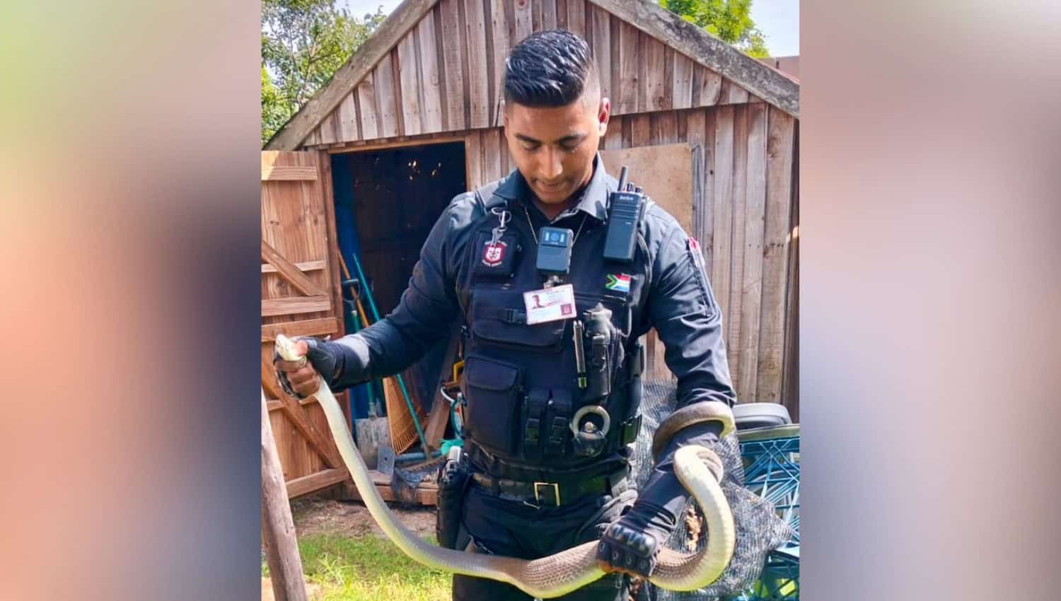 Hungry black mamba gobbles two kittens in Waterloo, Verulam