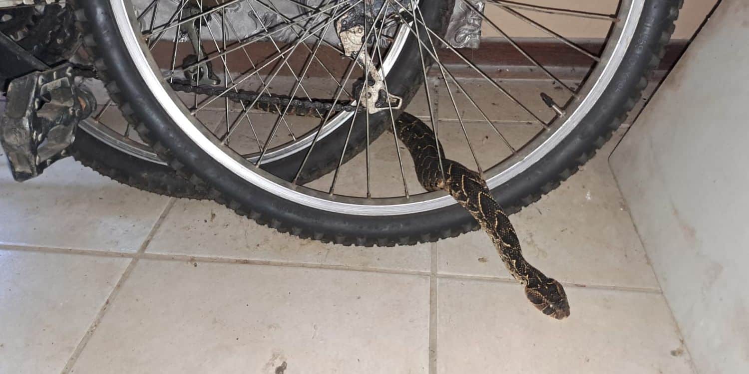 WATCH | Quiet Easter turns dramatic with puff adder discovery