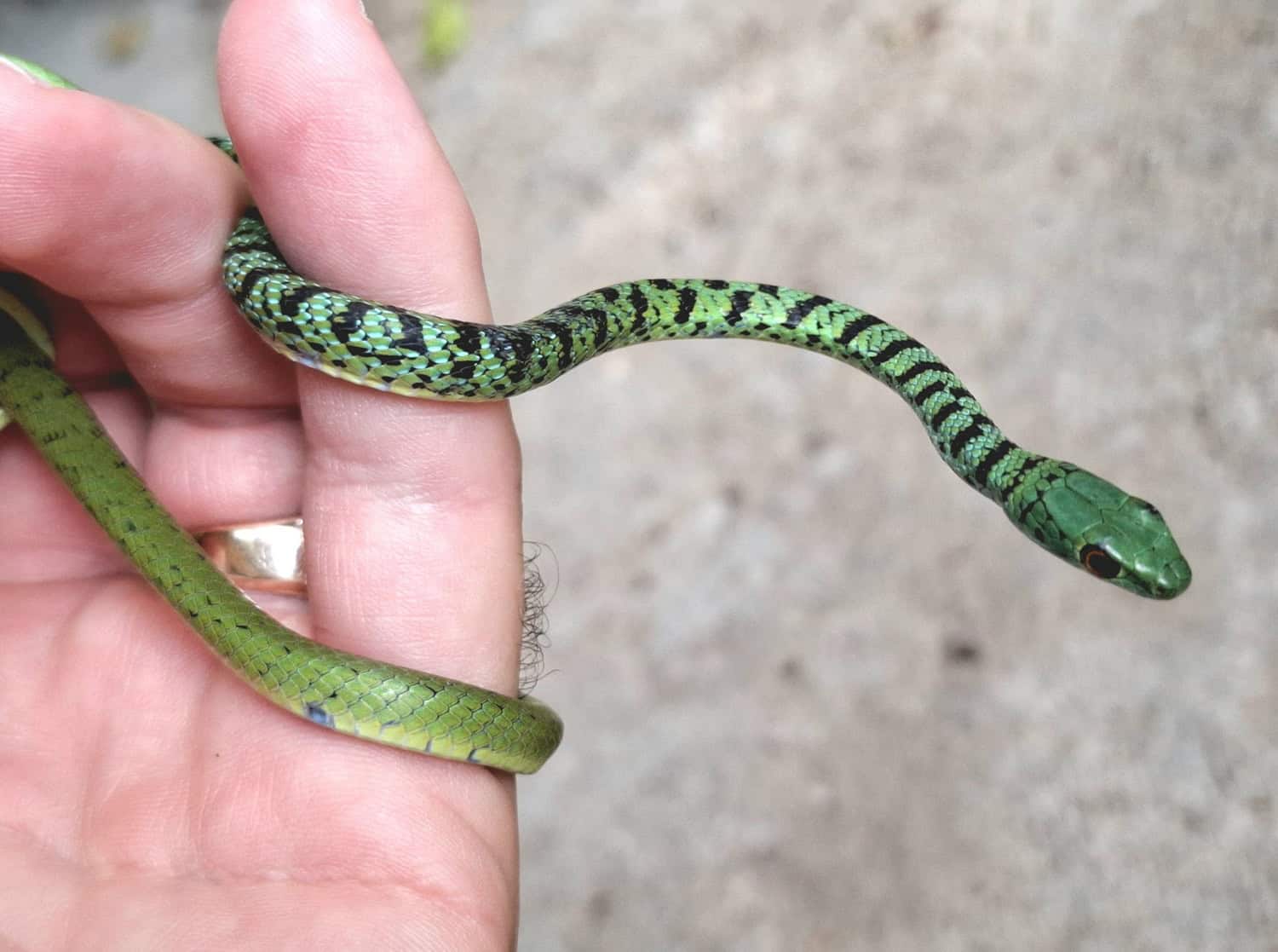Tiny bush snake cheats death after toxic insecticide exposure