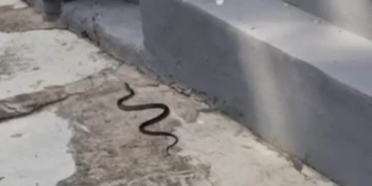 Snake scare near kitchen as KZN sees spike in sightings