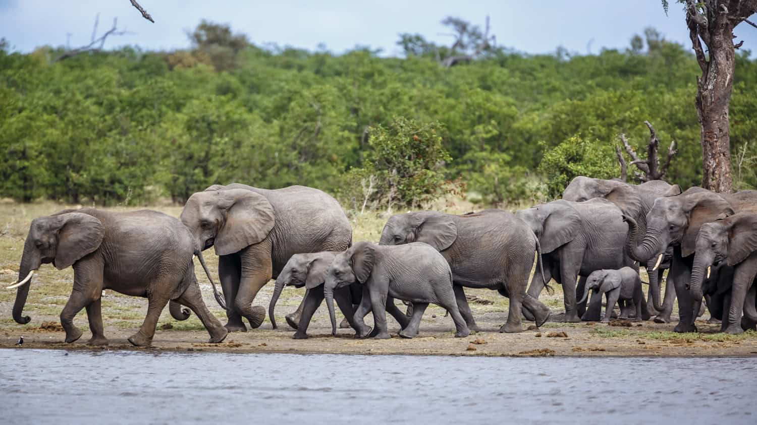 Urgent call to relocate elephants as KZN reserves reach capacity