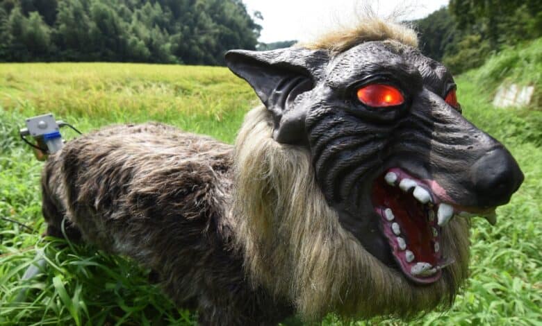 Wolf Like Machine Japan 'robot wolves' in high demand to scare off bears | The Witness