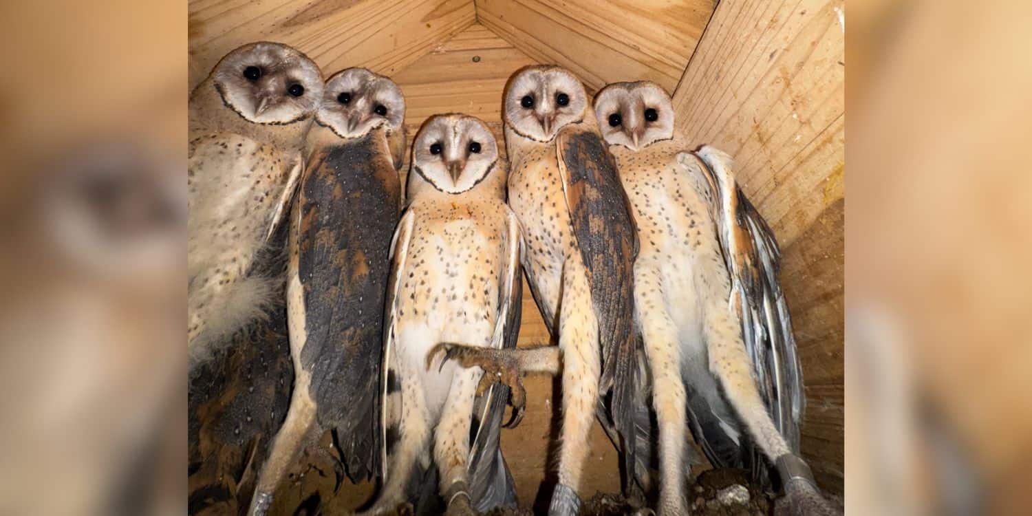 Chimney rescue saves five barn owl chicks after tragic discovery