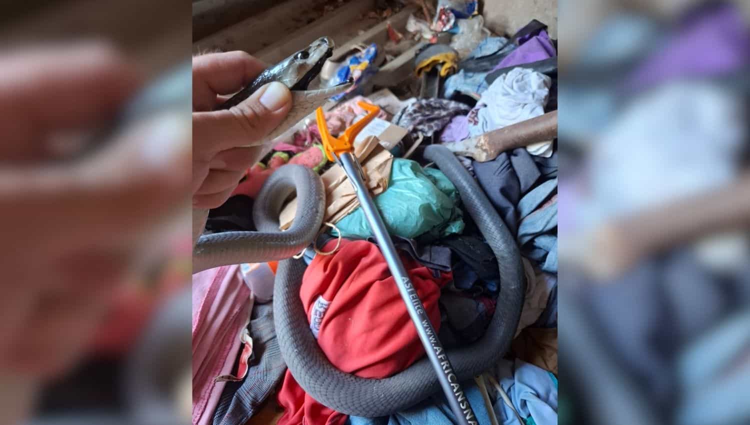 Massive black mamba found curled under wardrobe