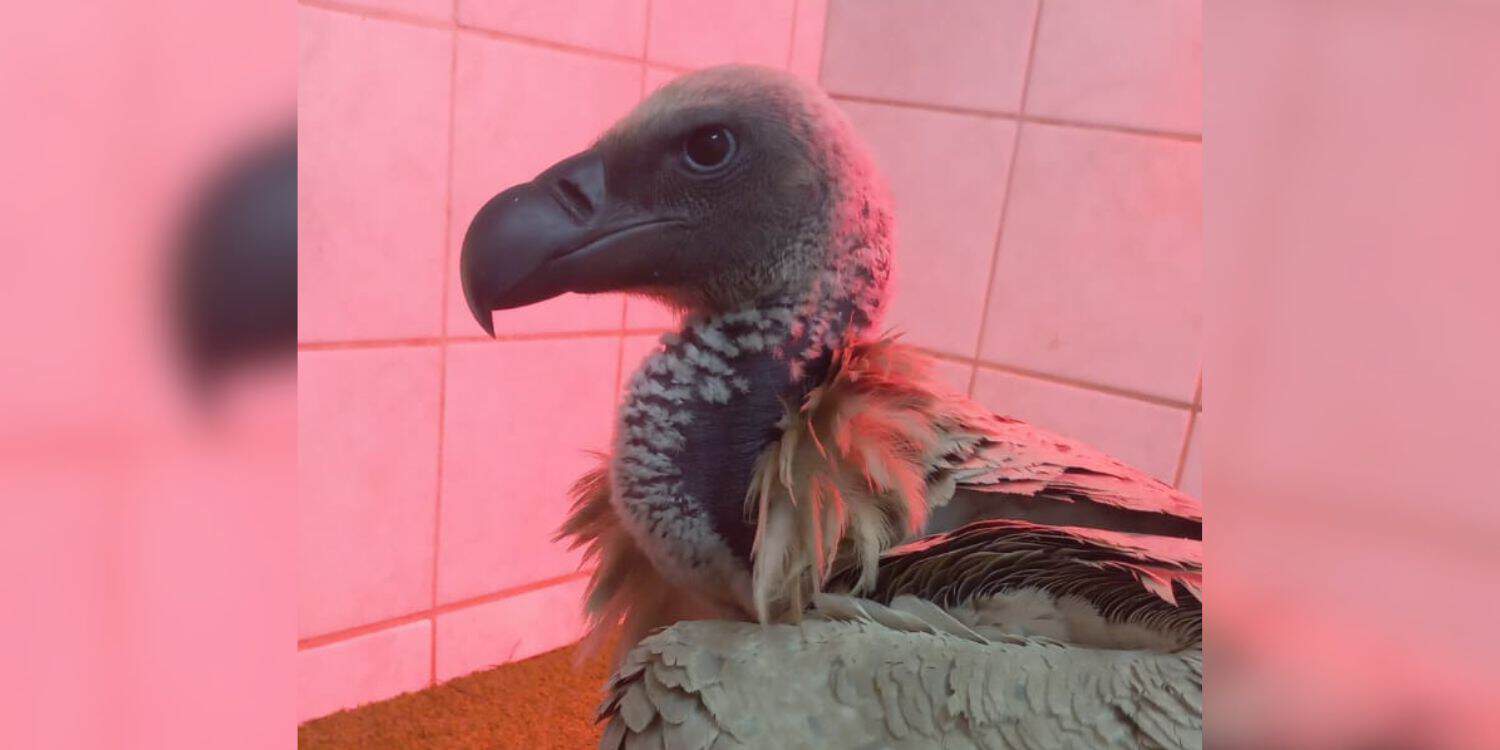 Rescued Cape vulture highlights hidden danger of lead pollution
