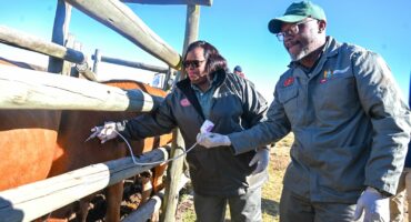 MEC for Agriculture and Rural Development Thembeni kaMadlopha Mthethwa (left) with state veterinary technician for uMgungundlovu District, Nkululeko Xashimba administering the FMD vaccine in Impendle Municipality. Photo: Supplied