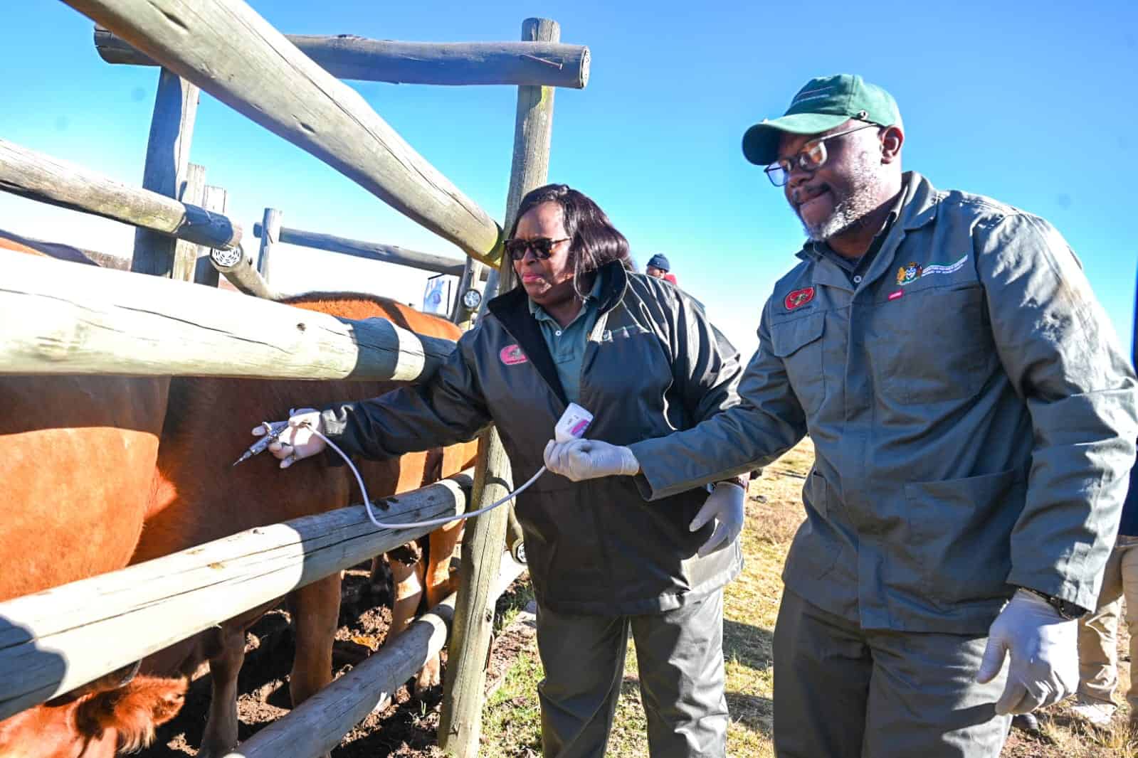 More than 13 000 cattle get FMD vaccination in uMgungundlovu