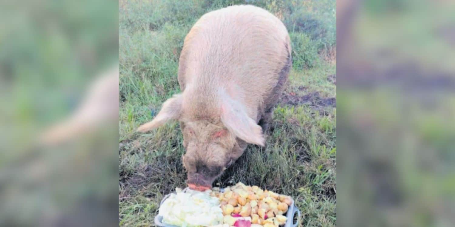 Nunu survives second attack as nation rallies around beloved pig