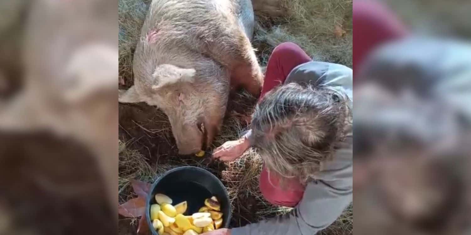 Viral pig assault takes dark turn as Nunu is shot